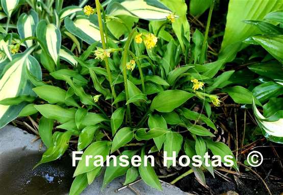 Hosta Tears of Joy